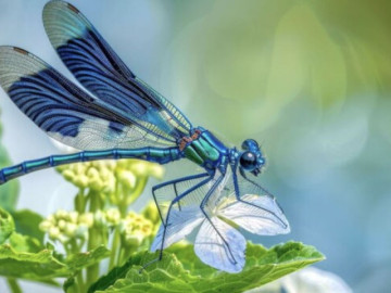 thang-sinh-am-lich-cua-nguoi-phu-nu-dam-dang-nhieu-phuc-khi-nha-cua-de-thinh-vuong