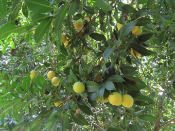 loai-qua-xua-rung-day-khong-ai-ngo-ngang-nay-thanh-dac-san-noi-tieng-khap-noi-70-000-d-kg-trong-mot-lan-thu-hoach-nhieu-nam