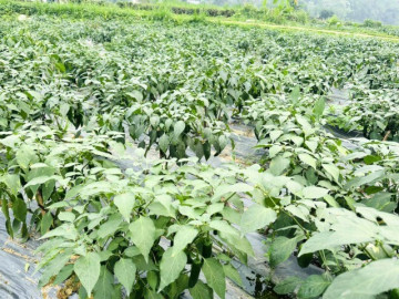 nong-dan-doi-doi-nho-trong-loai-cay-co-ten-la-sau-5-thang-cho-thu-hoach-moi-vu-bo-tui-chuc-trieu-dong