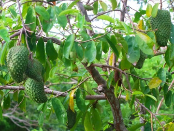 nong-dan-mien-tay-doi-doi-nho-trong-cay-duoc-vi-la-vang-xanh-sau-8-thang-cho-trai-to-bu-cu-thu-hoach-la-het-veo