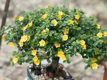 cay-dai-moc-bo-ruong-nay-doi-doi-thanh-bonsai-tien-trieu-duoc-san-lung-vi-dang-the-dep-mat