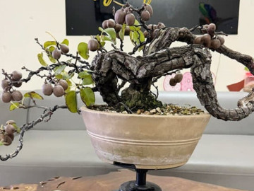 cay-an-qua-mang-ten-loai-chim-la-len-chau-thanh-sieu-pham-bonsai-co-cay-gia-tram-trieu-dong-nho-y-nghia-phong-thuy