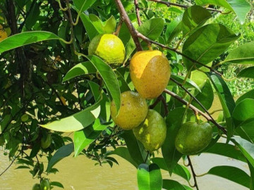 loai-qua-moc-bo-rao-xua-rung-day-goc-nay-thanh-dac-san-o-thanh-pho-gia-55-000-d-kg-trong-mot-lan-thu-hoach-nhieu-nam