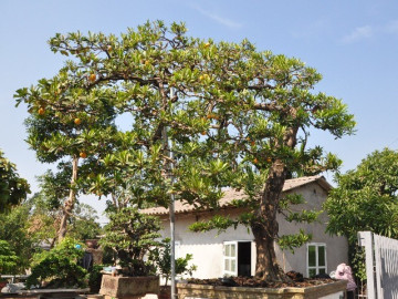 cay-an-qua-quen-thuoc-len-chau-thanh-bonsai-vua-la-vua-co-y-nghia-phong-thuy-co-cay-duoc-dinh-gia-5-ty-dong