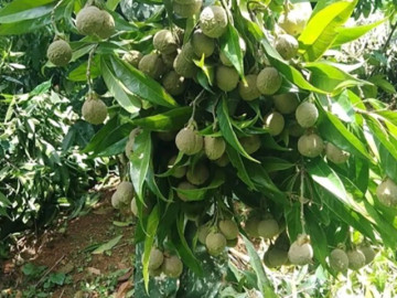 loai-qua-xua-chin-rung-day-goc-nay-thanh-dac-san-o-thanh-pho-gia-100-000-d-kg-trong-mot-lan-thu-hoach-nhieu-nam