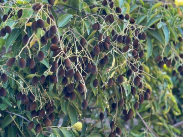 loai-qua-xua-chin-rung-day-goc-nay-thanh-dac-san-o-thanh-pho-gia-250-000-d-kg-trong-mot-lan-thu-hoach-nhieu-nam
